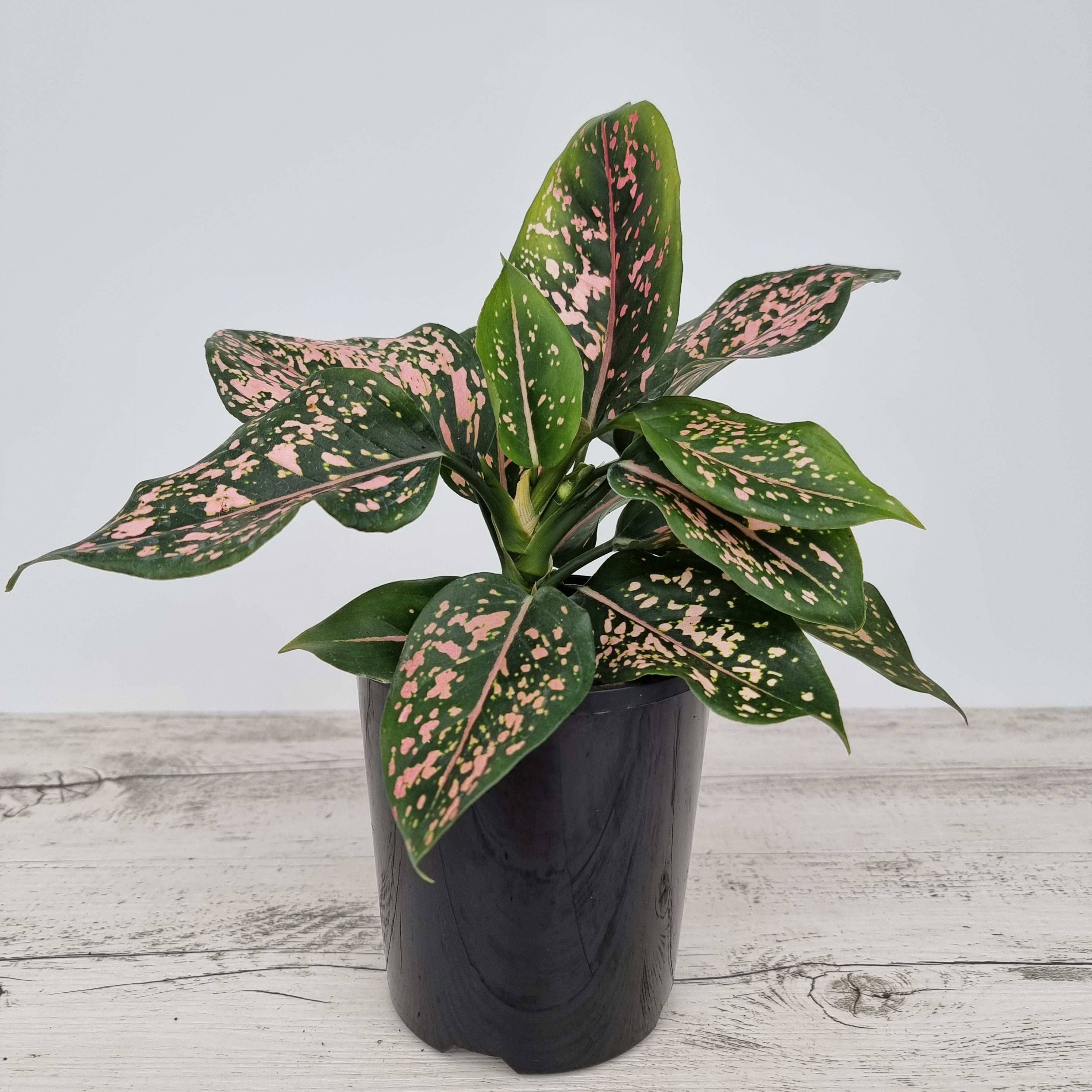 Aglaonema commutatum 'Pink Dalmation'