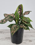 Aglaonema commutatum 'Pink Dalmation'