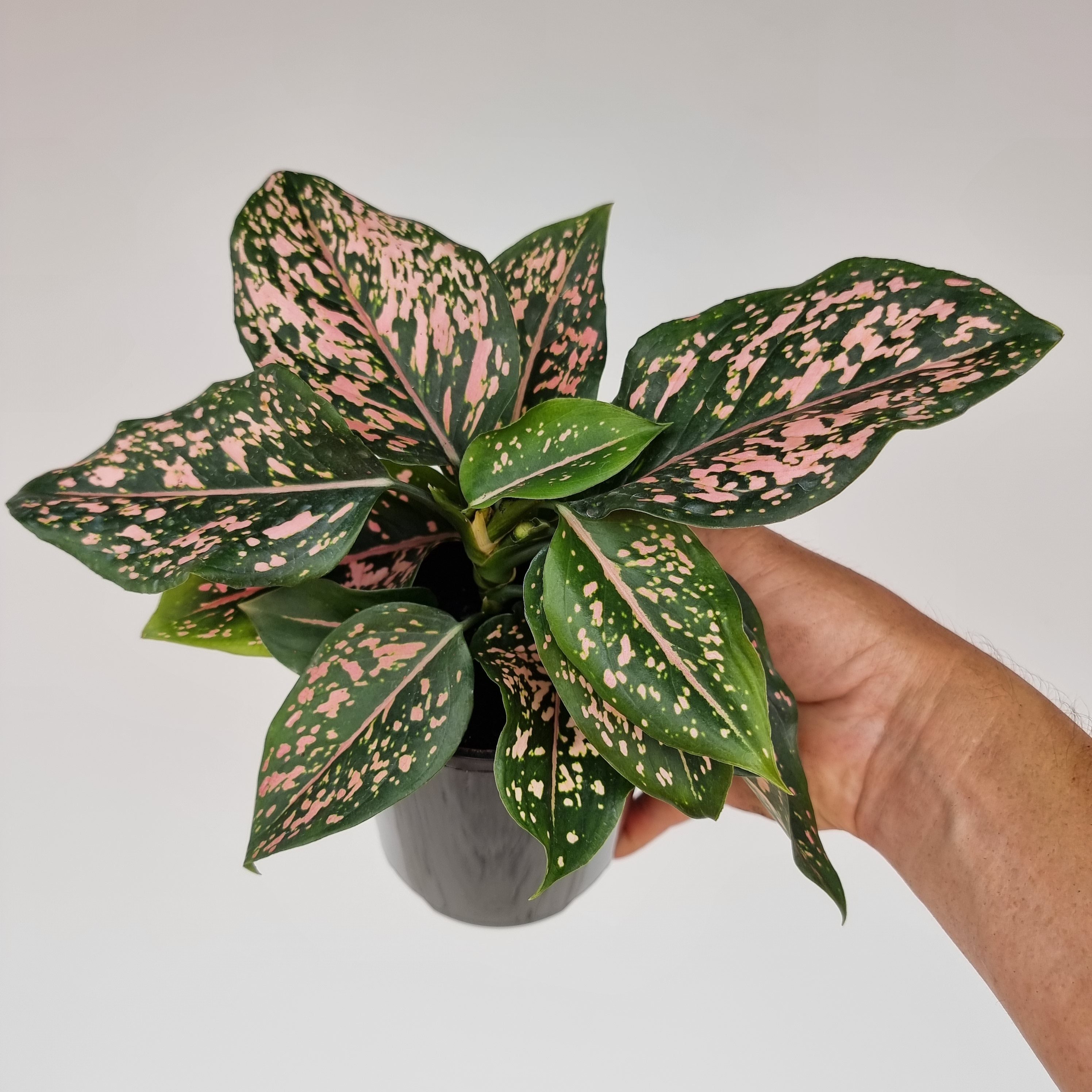 Aglaonema commutatum 'Pink Dalmation'