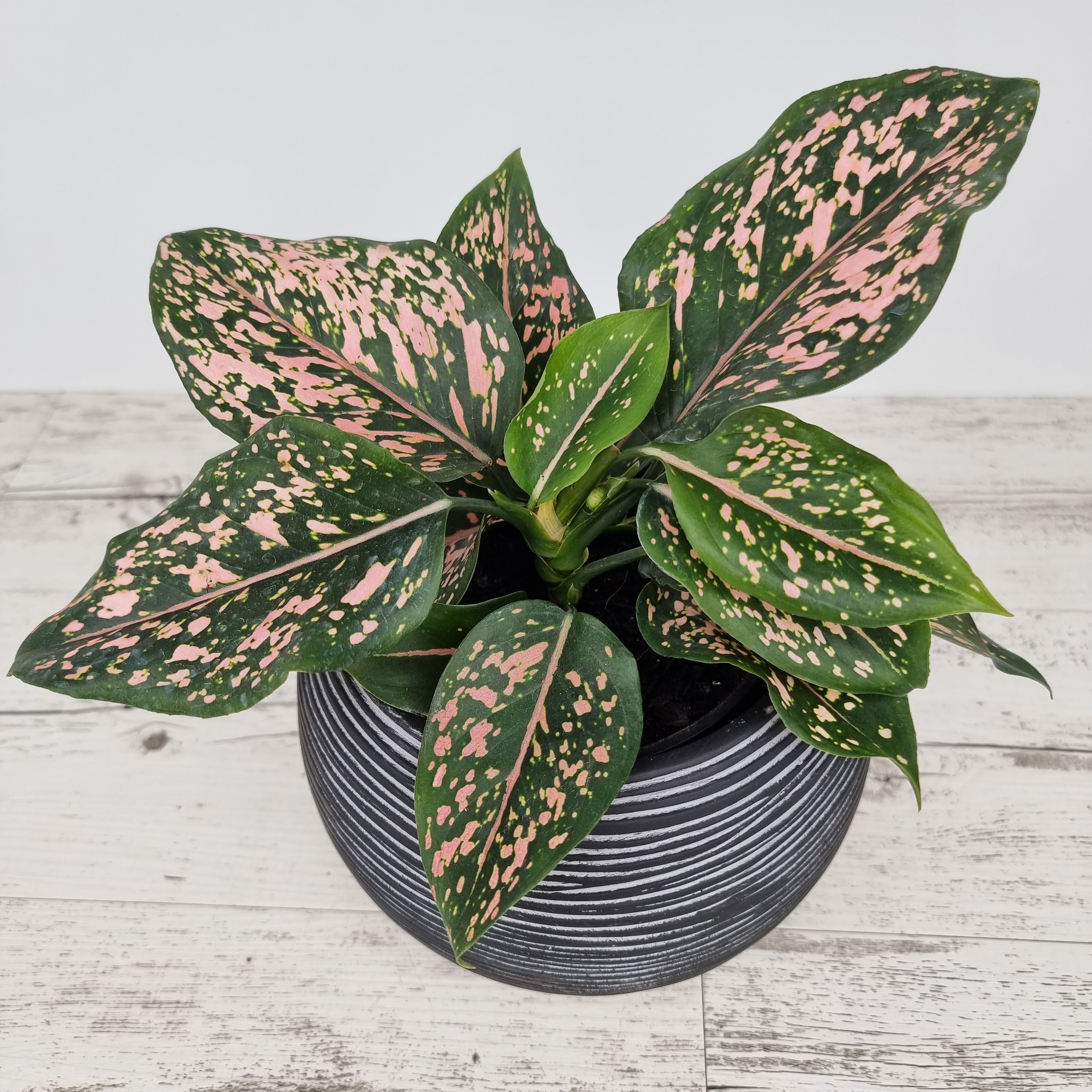 Aglaonema commutatum 'Pink Dalmation'