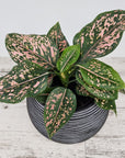 Aglaonema commutatum 'Pink Dalmation'