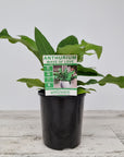 Anthurium plowmanii Wave of Love