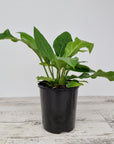 Anthurium plowmanii Wave of Love