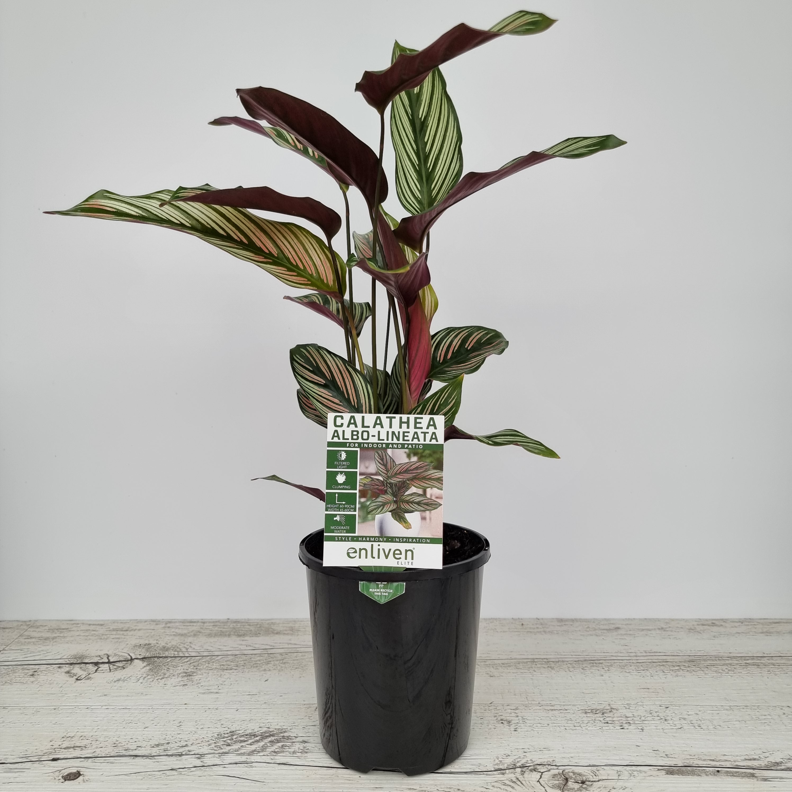 Calathea majestica 'Albo-lineata'