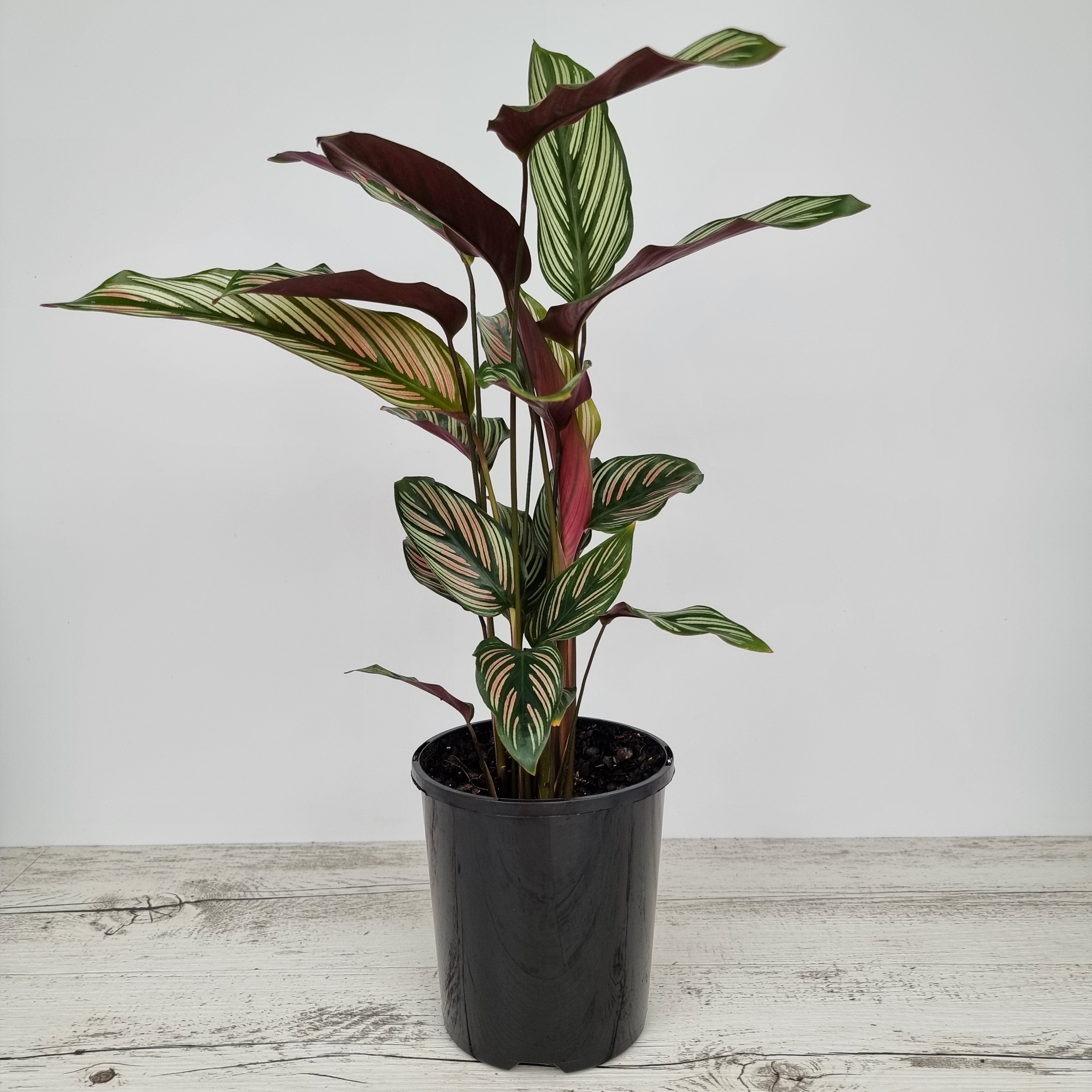Calathea majestica 'Albo-lineata'