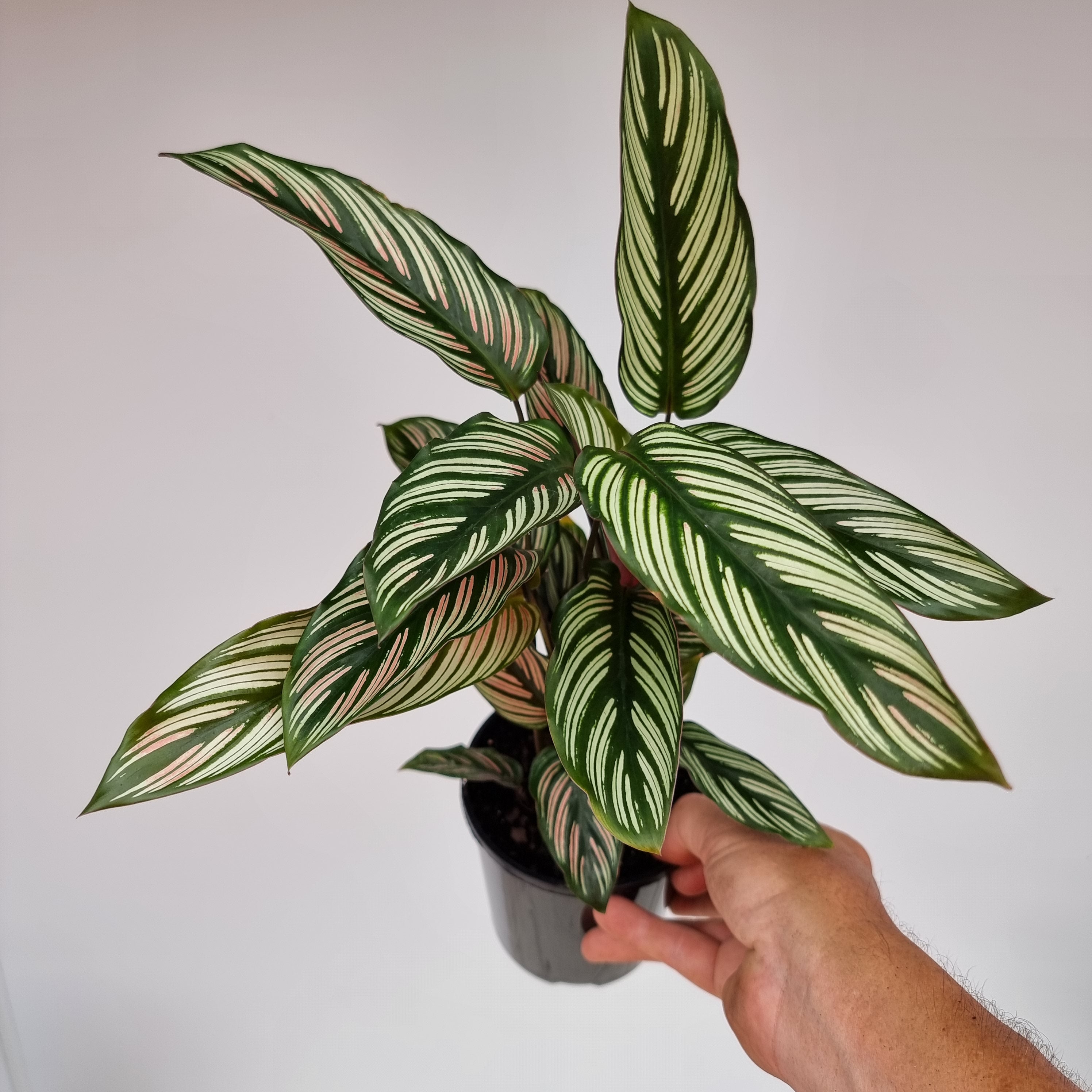 Calathea majestica 'Albo-lineata'