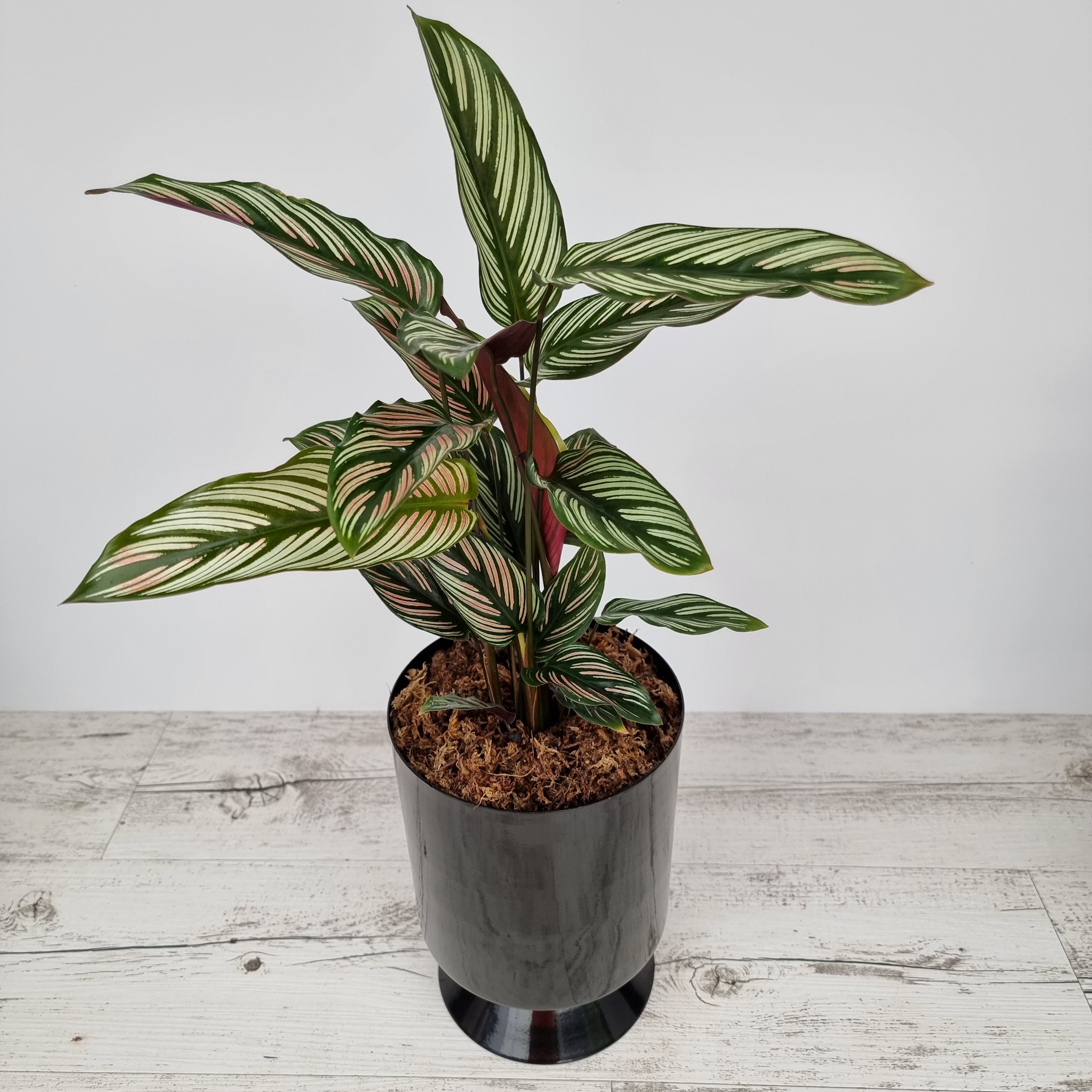 Calathea majestica 'Albo-lineata'