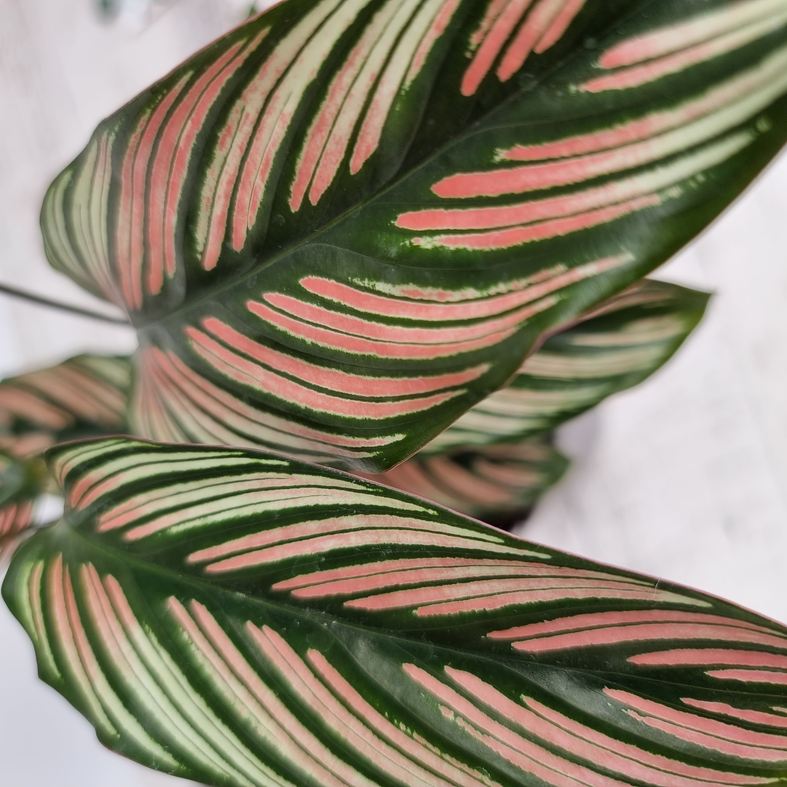 Calathea majestica 'Albo-lineata'