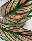 Calathea majestica 'Albo-lineata'