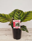 Calathea rotundifolia Fasciata