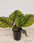 Calathea rotundifolia Fasciata