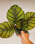 Calathea rotundifolia Fasciata