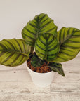 Calathea rotundifolia Fasciata