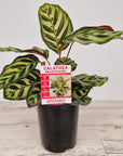 Calathea makoyana
