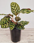 Calathea makoyana