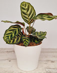 Calathea makoyana