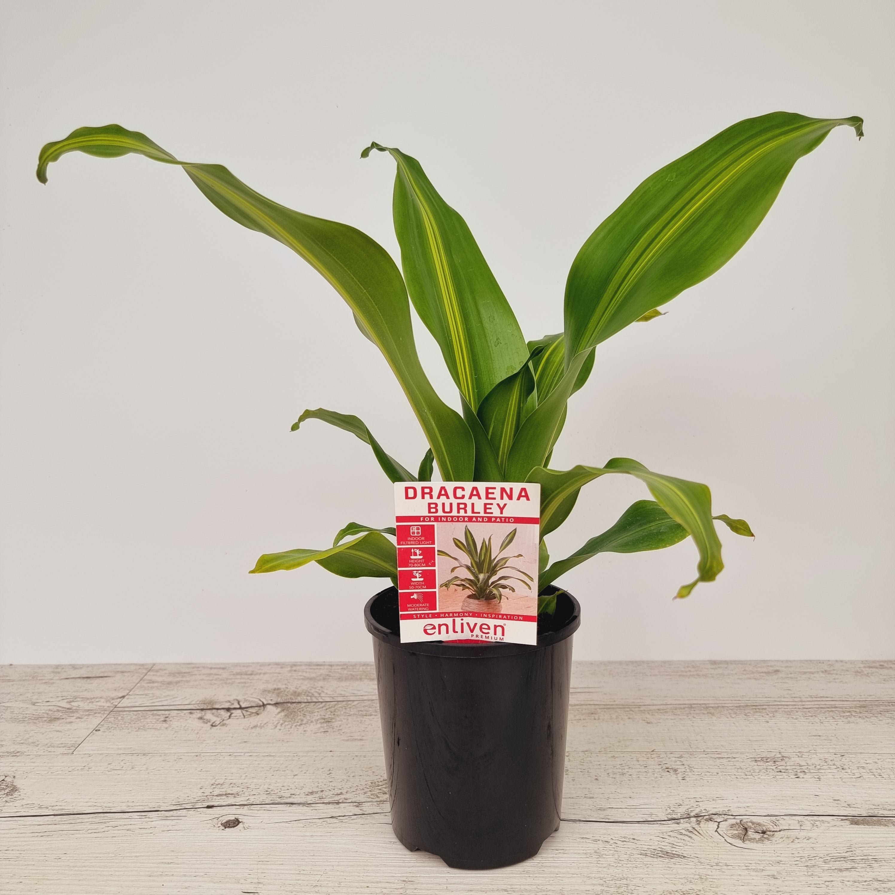 Dracaena fragrans Burley