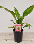 Dracaena fragrans Burley
