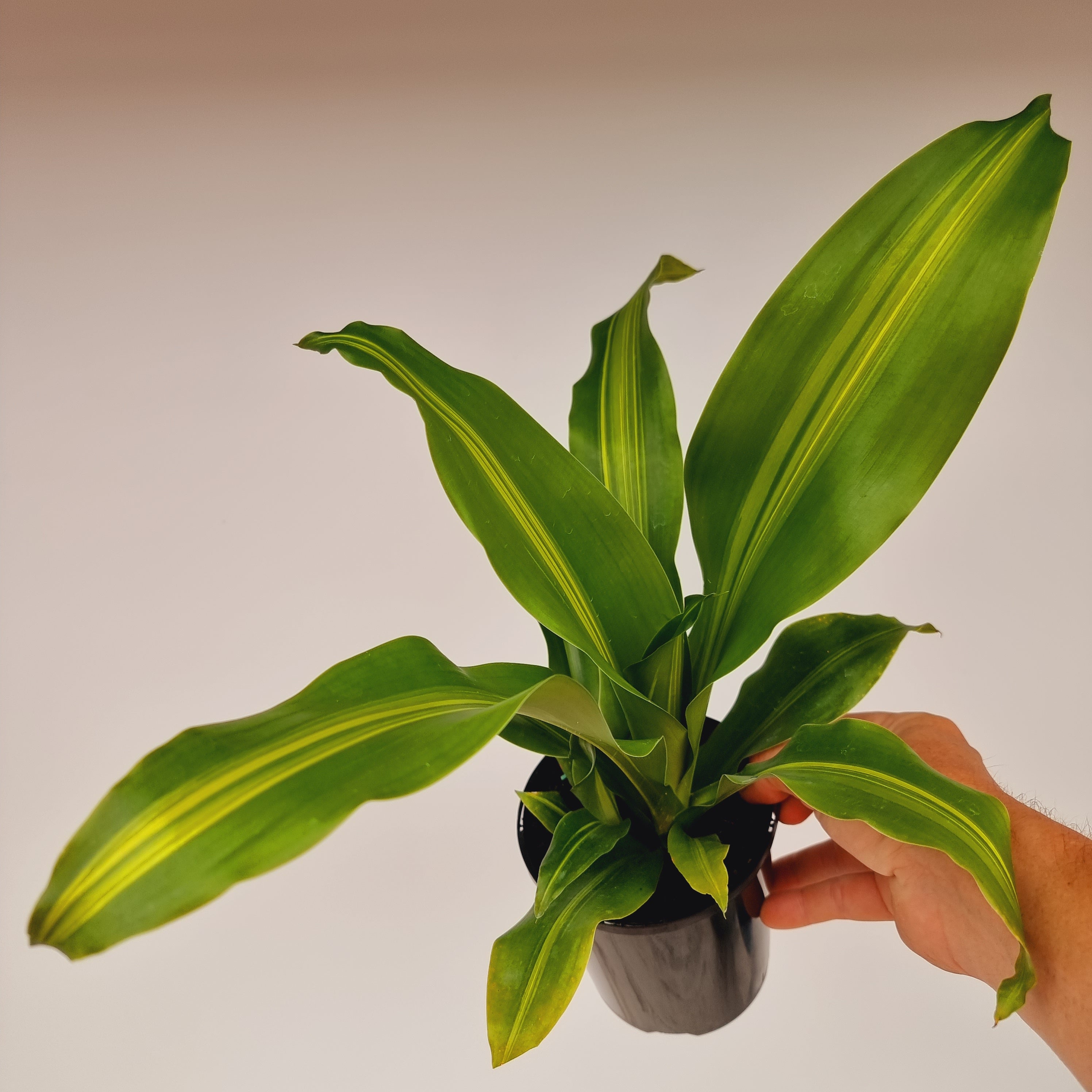 Dracaena fragrans Burley