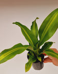 Dracaena fragrans Burley