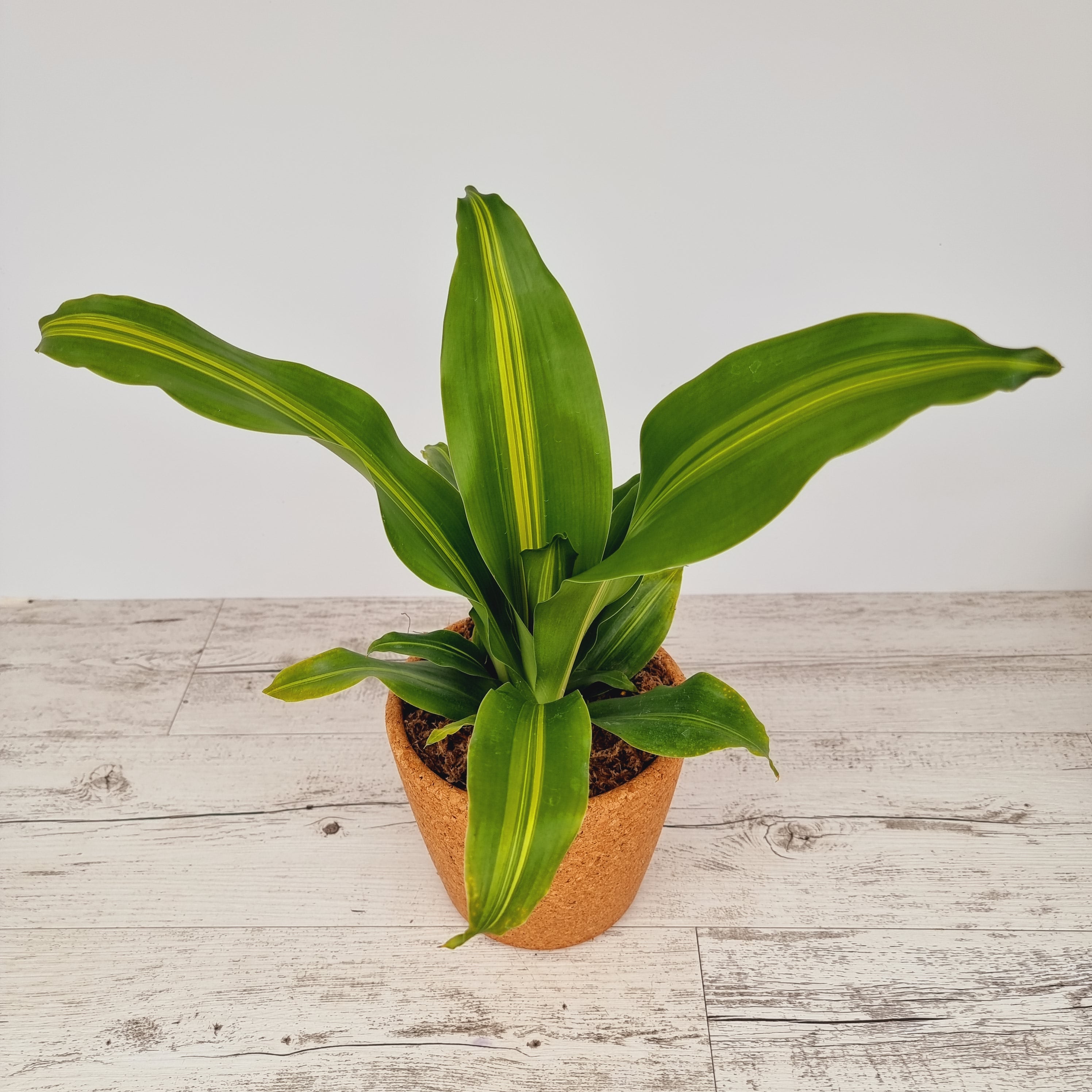 Dracaena fragrans Burley