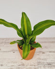 Dracaena fragrans Burley
