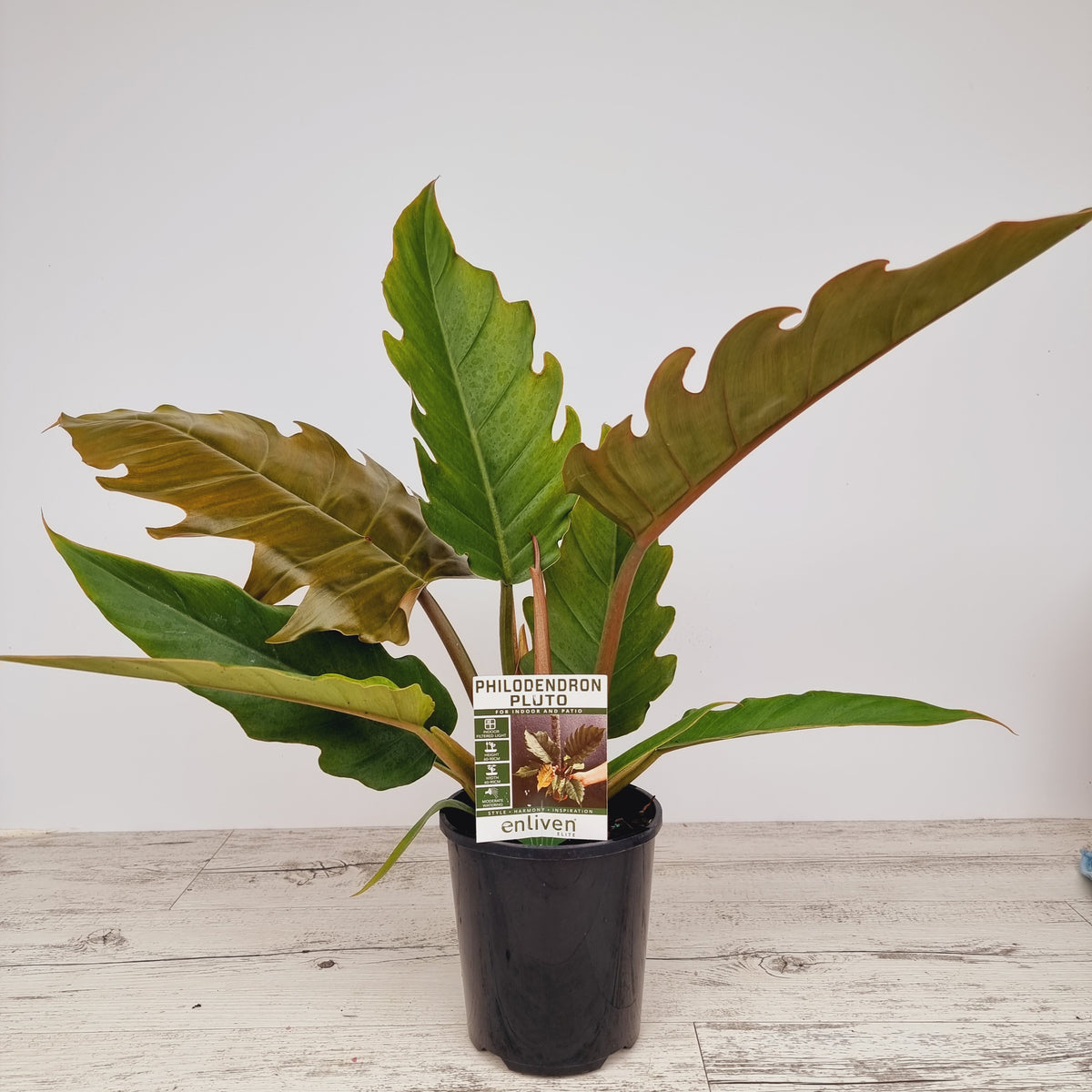 philodendron serratum Pluto- Perfectly Imperfect - Reverted from the Philodendron Caramel Marble crop