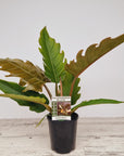 philodendron serratum Pluto- Perfectly Imperfect - Reverted from the Philodendron Caramel Marble crop