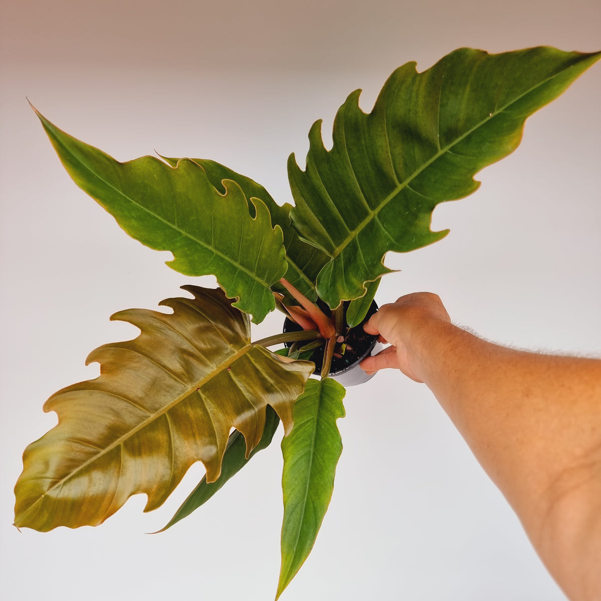 philodendron serratum Pluto- Perfectly Imperfect - Reverted from the Philodendron Caramel Marble crop