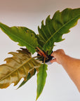philodendron serratum Pluto- Perfectly Imperfect - Reverted from the Philodendron Caramel Marble crop