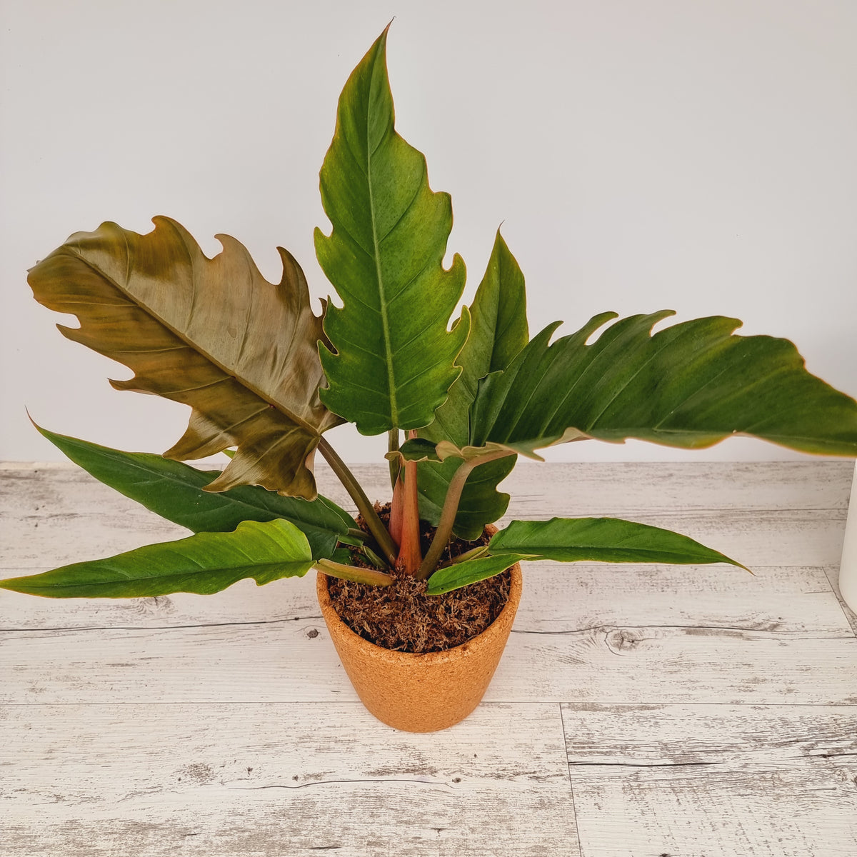 philodendron serratum Pluto- Perfectly Imperfect - Reverted from the Philodendron Caramel Marble crop