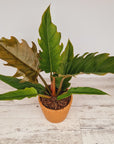 philodendron serratum Pluto- Perfectly Imperfect - Reverted from the Philodendron Caramel Marble crop