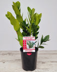 Zamioculcas zamiifolia ZZ Plant