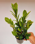 Zamioculcas zamiifolia ZZ Plant