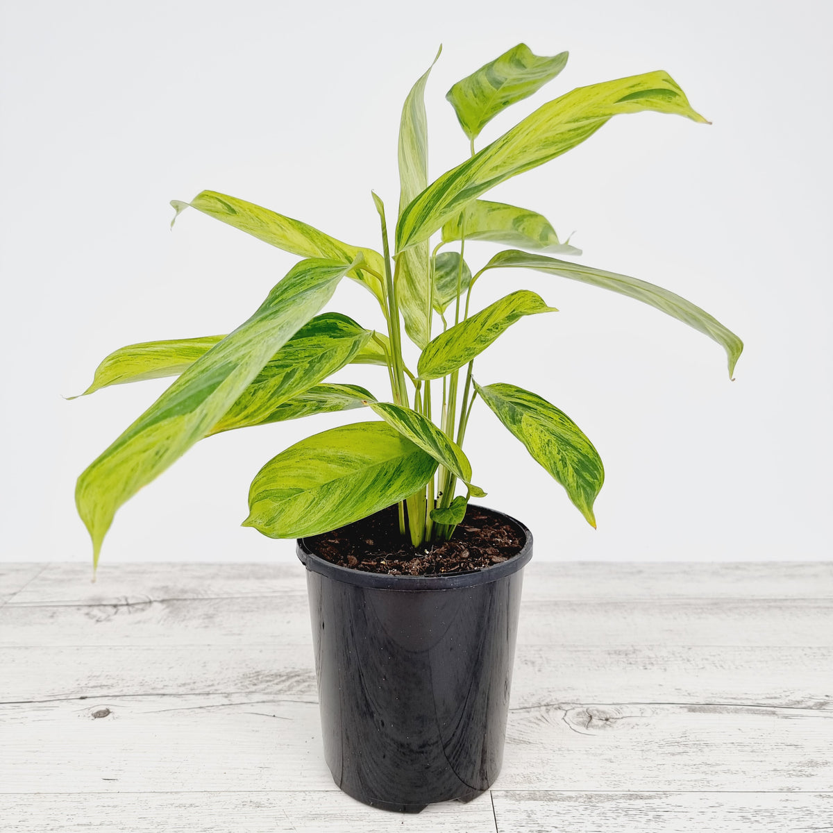 Ctenanthe lubbersiana variegata - Perfectly Imperfect