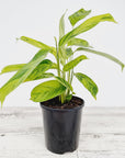 Ctenanthe lubbersiana variegata - Perfectly Imperfect