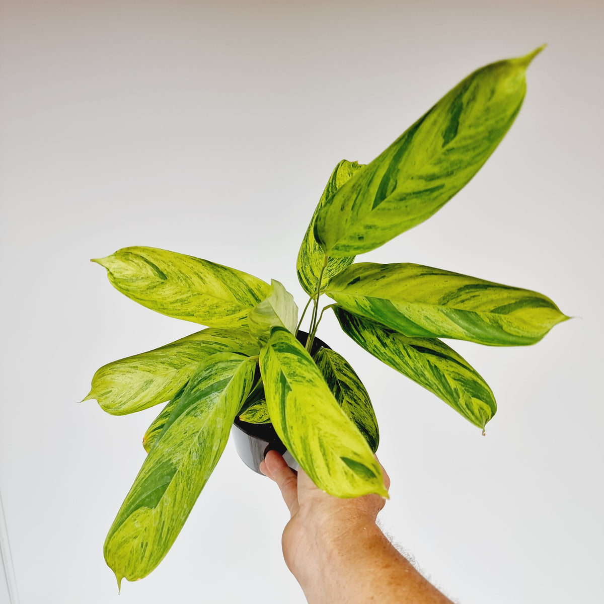 Ctenanthe lubbersiana variegata - Perfectly Imperfect