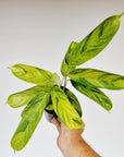 Ctenanthe lubbersiana variegata - Perfectly Imperfect