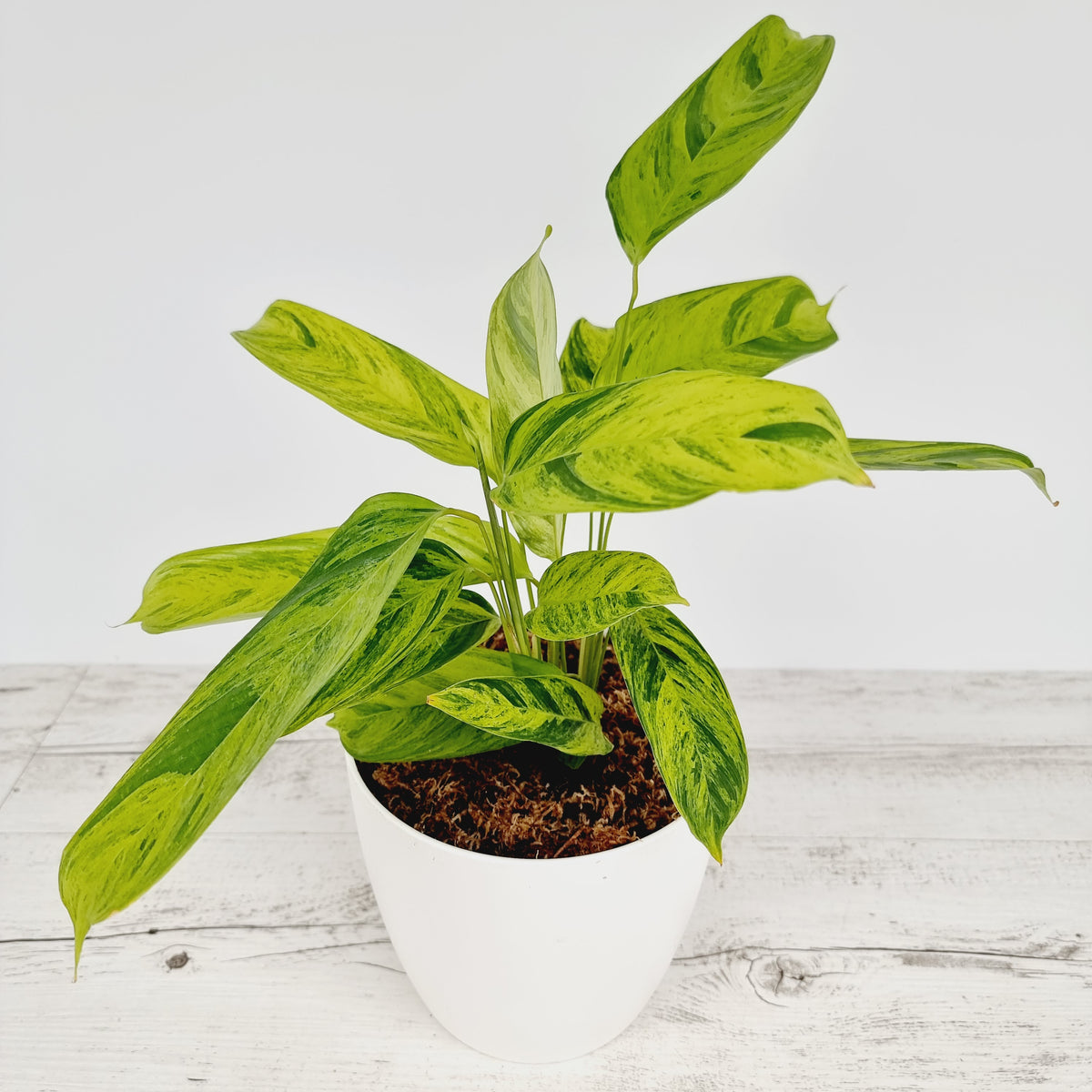 Ctenanthe lubbersiana variegata - Perfectly Imperfect