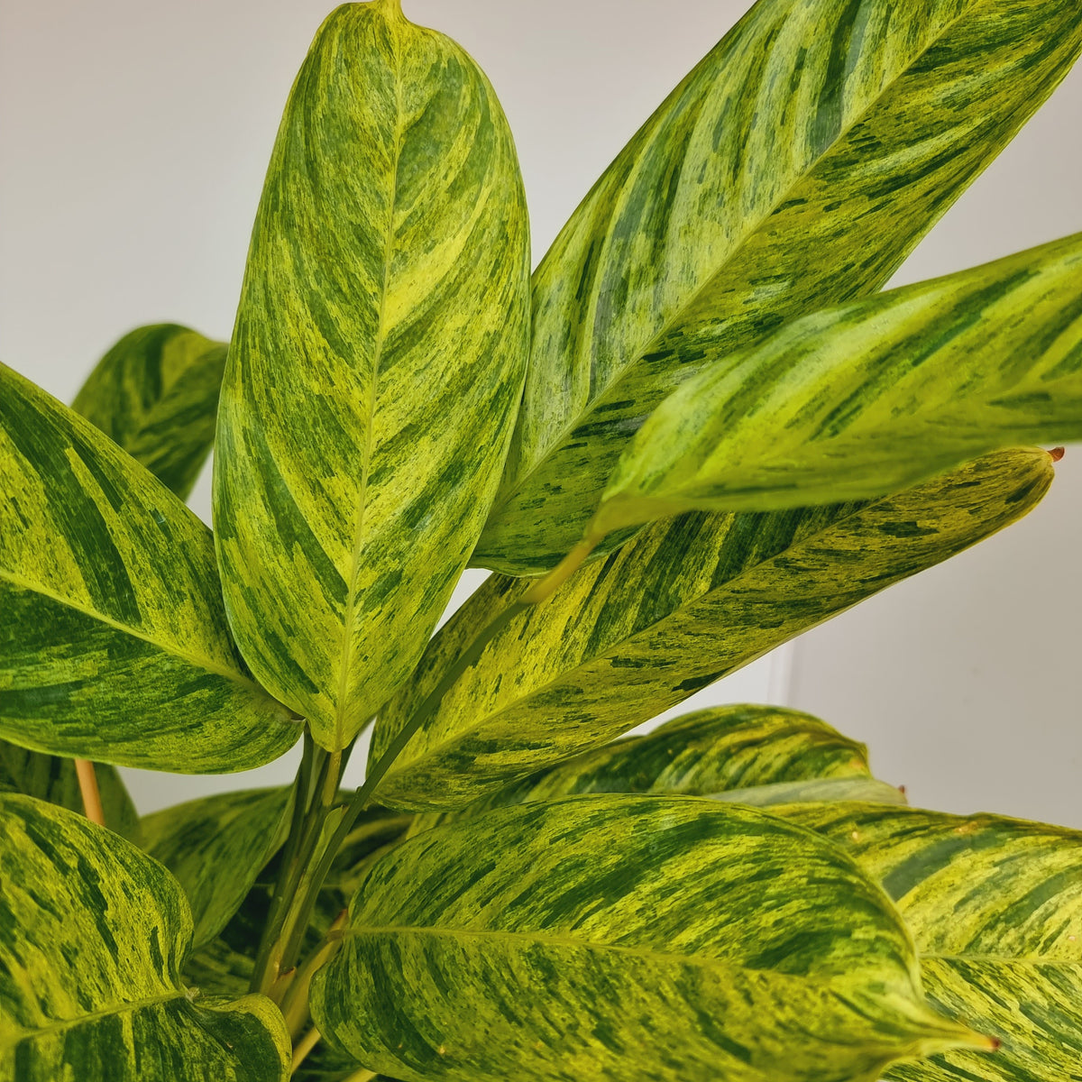 Ctenanthe lubbersiana variegata - Perfectly Imperfect