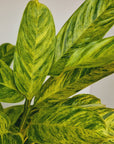 Ctenanthe lubbersiana variegata - Perfectly Imperfect