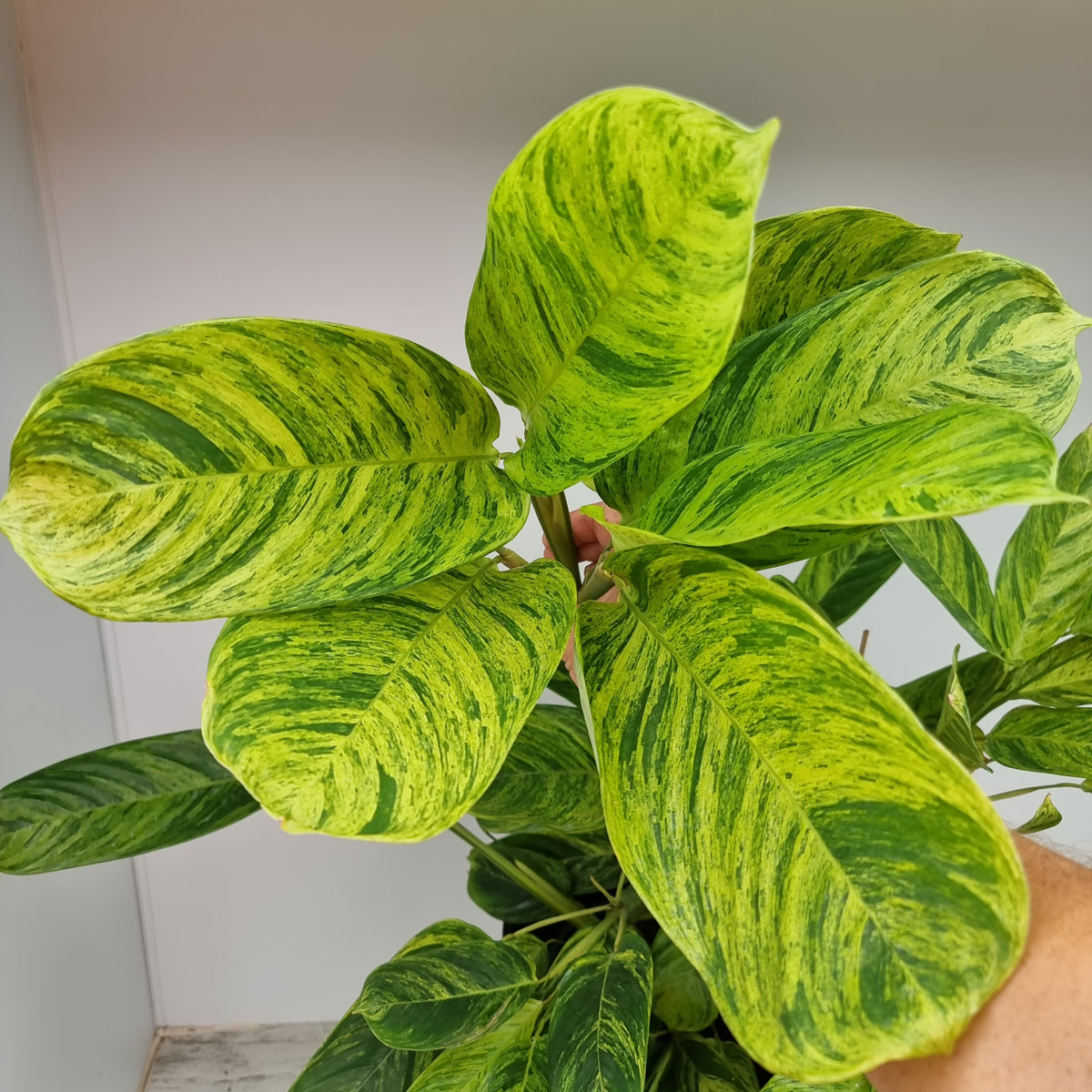 Ctenanthe lubbersiana variegata - Perfectly Imperfect