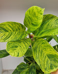 Ctenanthe lubbersiana variegata - Perfectly Imperfect