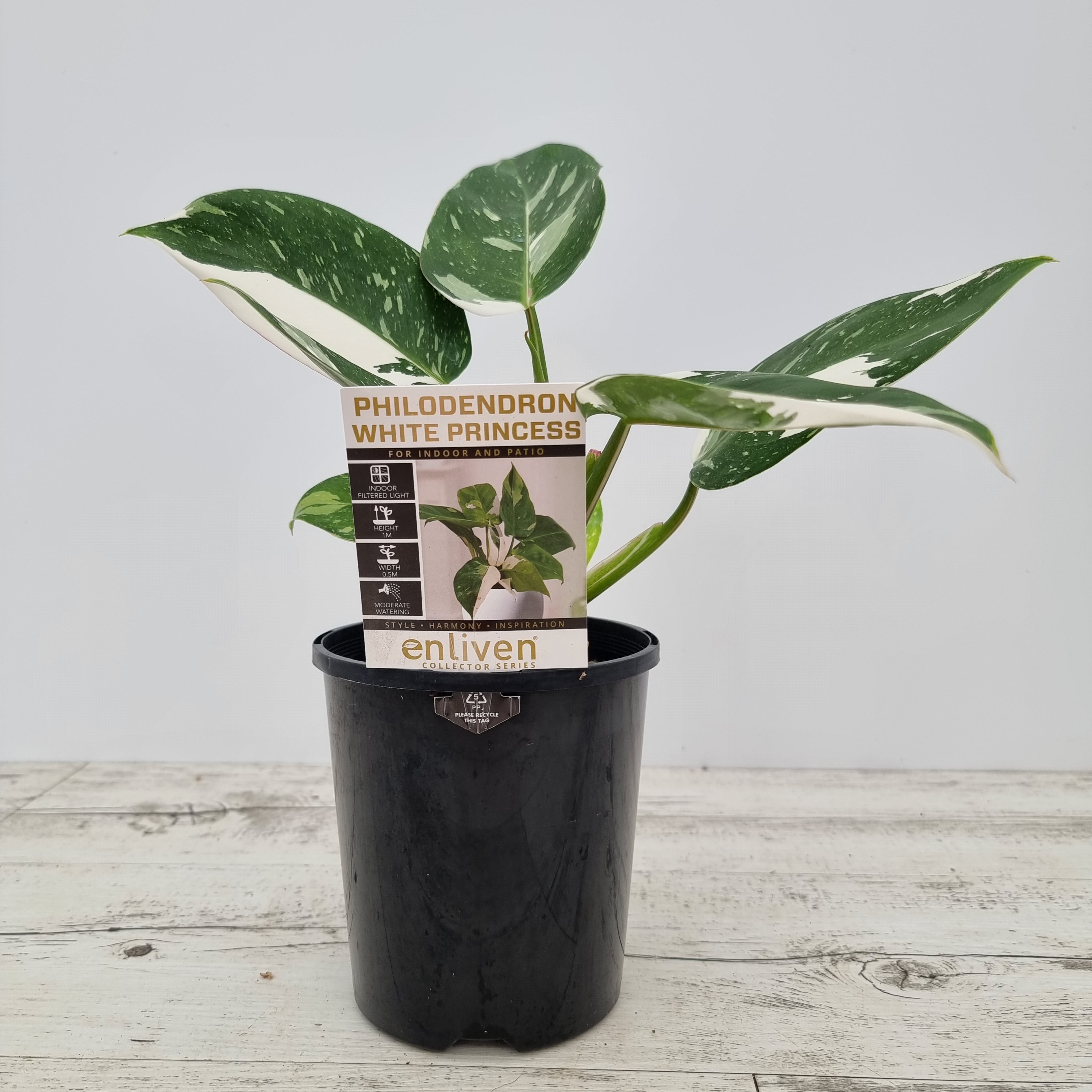 Philodendron erubescens White Princess