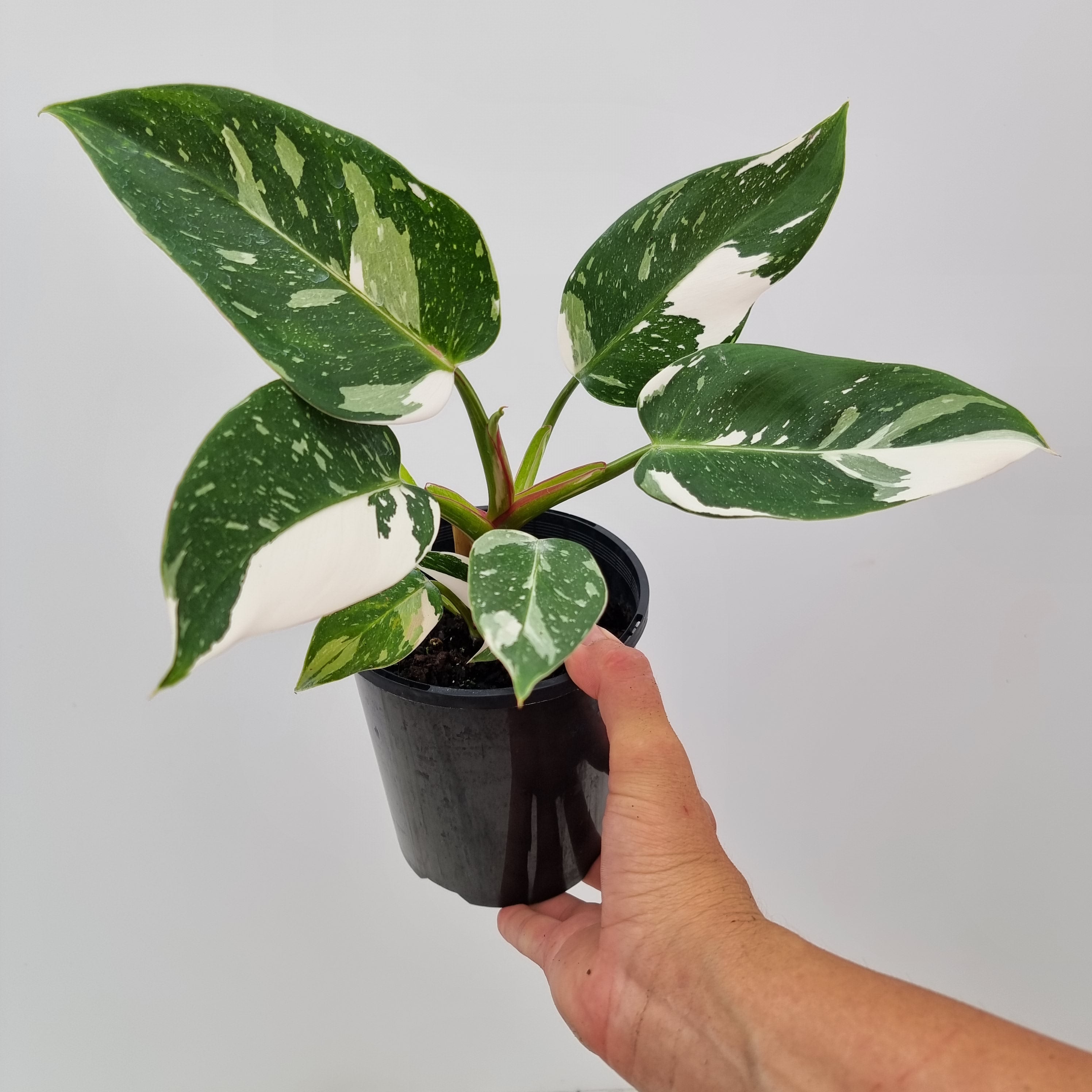 Philodendron erubescens White Princess