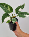 Philodendron erubescens White Princess