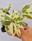 Ficus rubiginosa variegata