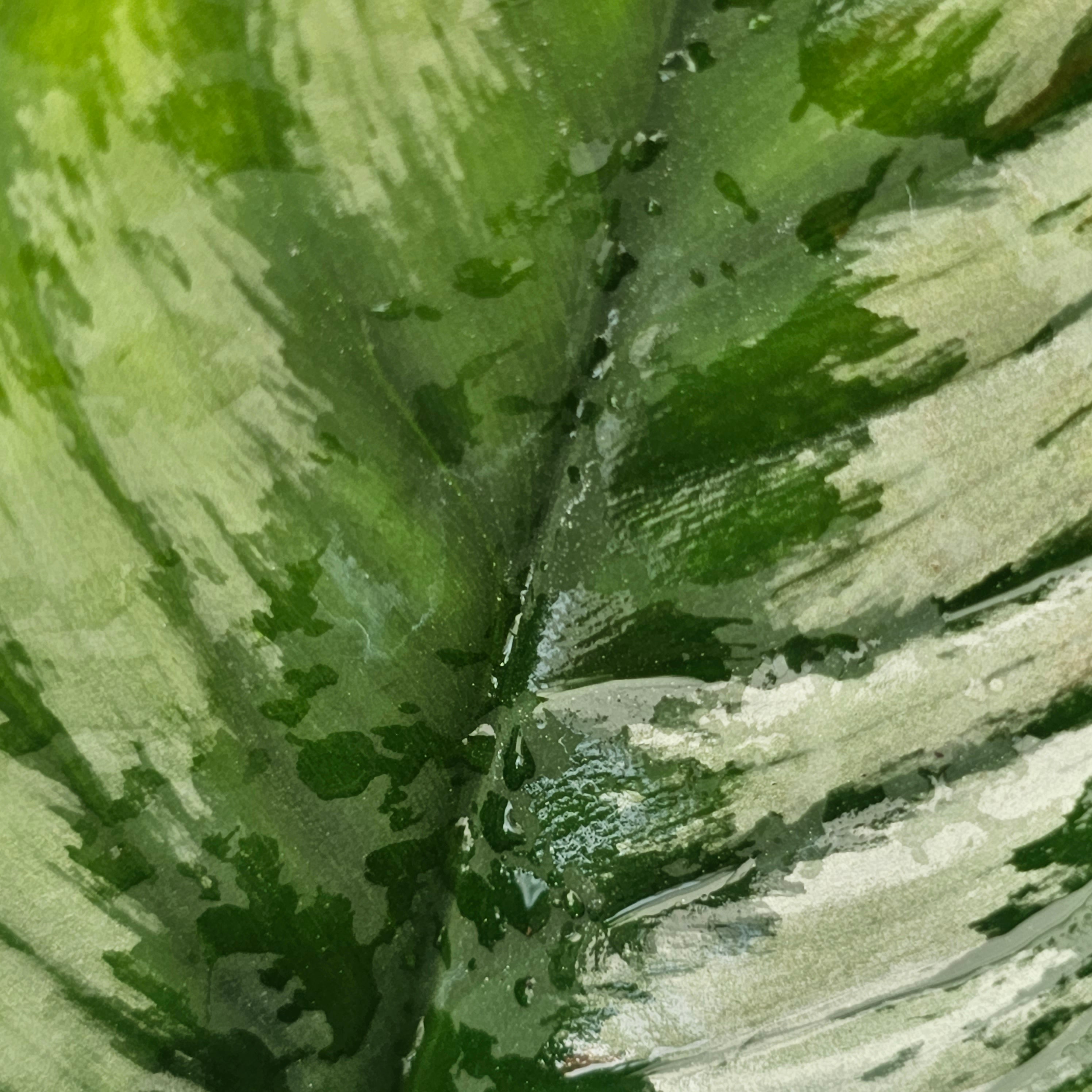Homalomena Homalomena sp. 
