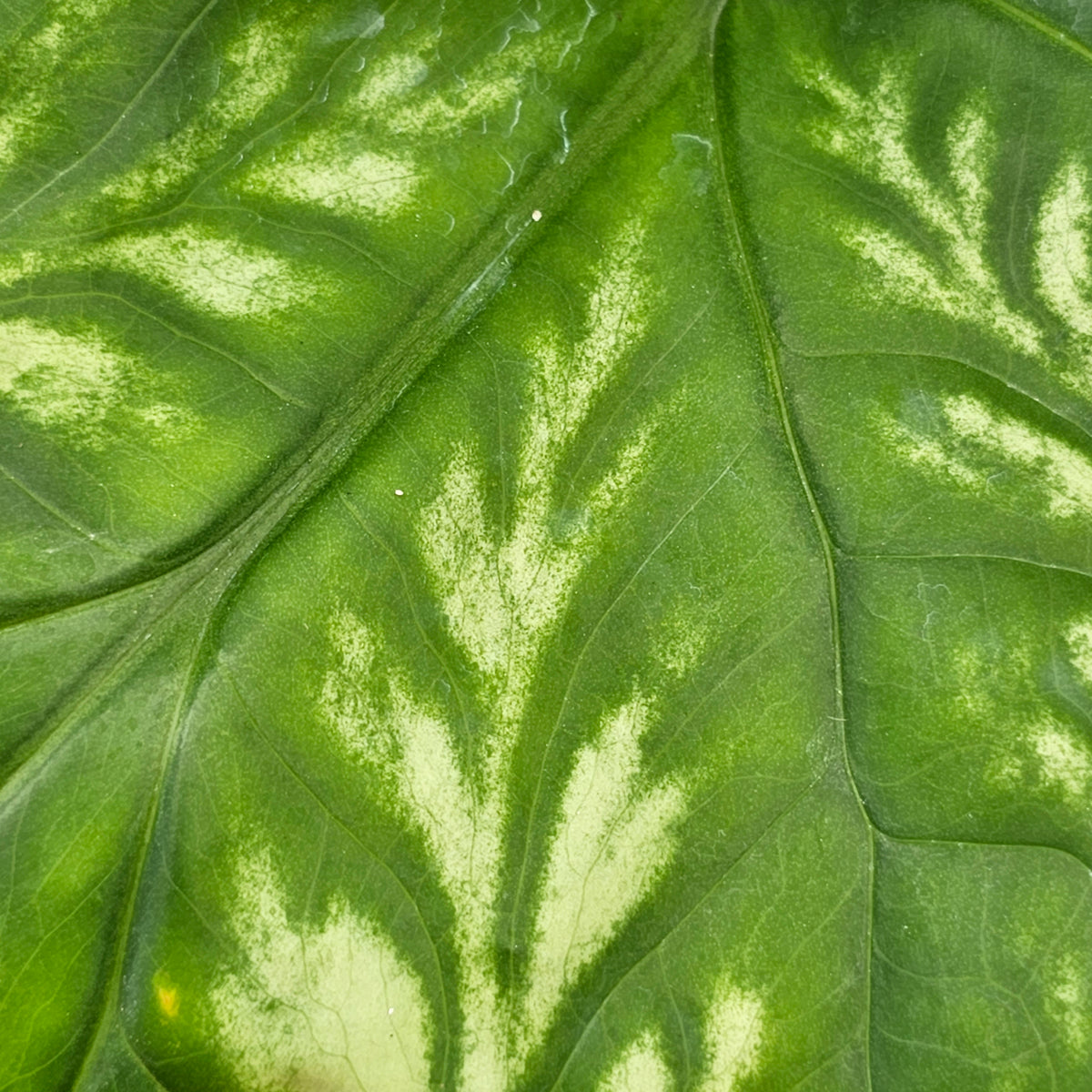 Cercestis mirabilis -  perfectly imperfect