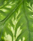 Cercestis mirabilis -  perfectly imperfect